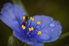 Bee On Blue Flower