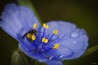 Bee On Blue And Yellow Flower