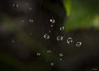 Dew Drops On Web