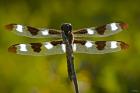 Dragonfly With Brown And White On Branch