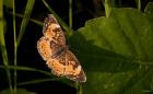 Orange And Brown Butterfly On Leaf