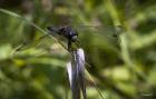 Dragonfly Perched On Blade