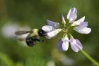 Bee On Purple Flower