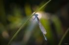 Turquoise Dragonfly On Blade