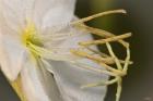 White Flower Bloomed Closeup