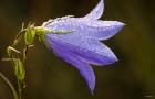 Purple Wildflower And Dew