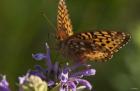 Orang Butterfly On Purple Wildflower