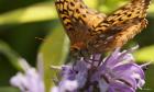 Orang Butterfly On Purple Wildflower Closeup