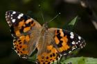 Butterfly With Brown And Black Specks