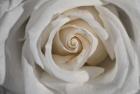 White Rose Petals Closeup