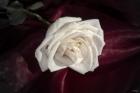 White Rose On Wine Closeup