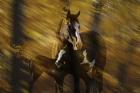 Wild Horses in the Badlands I