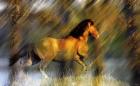 Wild Horses in the Badlands II