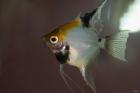 Angel Fish I