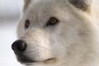 White Wolf Color