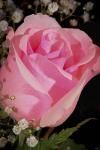 The Rose Pink Closeup