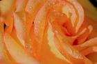 The Rose Orange And Raindrops