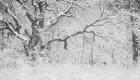 Buffalo Tree In Snow