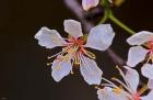 White Flower And Petals