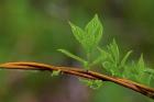 Leaf On Branches Closeup