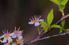 White Flower Blooms On Branch