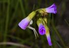 Purple Flower Open Buds