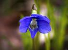 Blue Hanging Flower And Petals