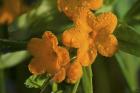Orange Blossomed Flowers And Dew