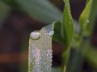 Raindrops On Leaf Blade Closeup