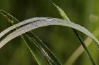 Raindrops On Leaf Blade