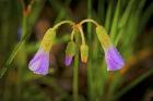 Purple Wildflowers After Rain