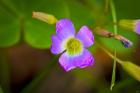 Bloomed Wild Purple Flower