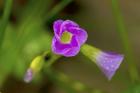 Bloomed Magenta Flower And Bud