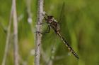 Dragonfly Black And Yellow On Stem