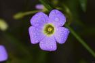 Purple Flower And Green Center And Dew