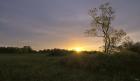 Green Field And Tree At Sunset