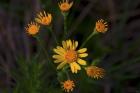 Yellow And Orange Wildflowers