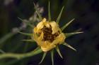 Yellow Flower With Spiked Leaves