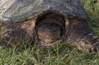 Tortoise In Grass Closeup