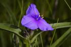 Purple Flower In Bloom