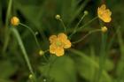 North Shore Yellow Wildflowers