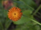 North Shore Orange Flower