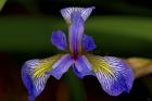 North Shore Purple And Yellow Flower Closeup