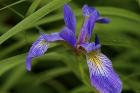 North Shore Purple And Yellow Flower