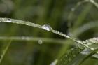 North Shore Blades of Grass Covered In Dew