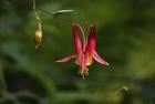 North Shore Red Flower And Branch