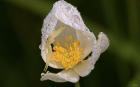 North Shore White Flower With Dew