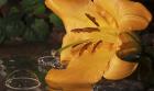 Yellow  And Red Flower And Bubbled Water