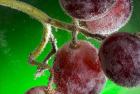 Grapes Covered With Water Drops