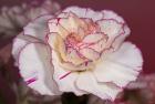 Pink And White Carnation